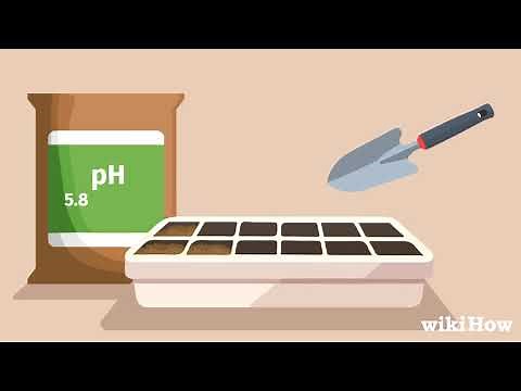 How to Plant Cannabis Seeds Indoors