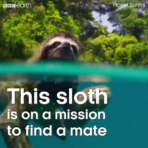 This sloth will cross oceans to find a mate. 💚 #LovePlanet #PlanetEarth2 | BBC Earth