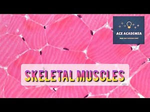 A-Level Biology: Skeletal Muscles