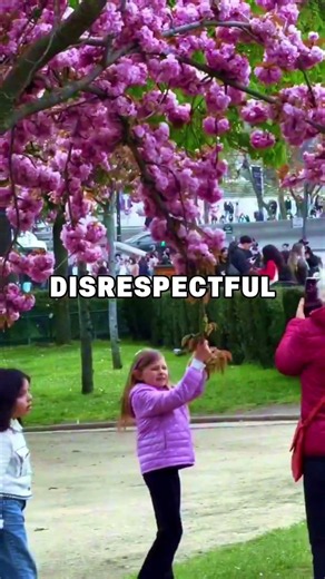 Never Do This to Cherry Blossoms in Japan! 🌸 ⭐