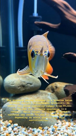 The Myth, The Magic, The Highback Golden Arowana