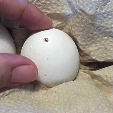 Empty An Egg Without Breaking The Shell!