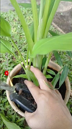 Curcuma plant