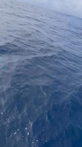 Shark city double dung funnel | Matthew Hunt Fishing Services Portland