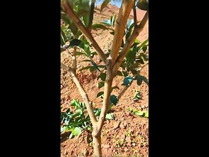 春季柑橘果樹的修剪教程，3分鐘詳細教你如何修剪矮化果樹，培養塔形的樹形Spring citrus fruit tree pruning tutorial, 3 minutes of detailed