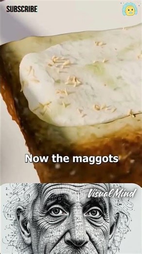 👀 Casu Marzu The Rotten Maggot Cheese 🧵😨 #shorts #trendingshorts #education #sehar