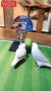 #AnimalHouse These two birds shoot baskets like pros. | Global Times
