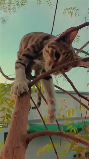 adorable 😍#cat #catlover#shorts #youtubeshorts #kitten