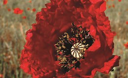 Breve crónica del opio en México