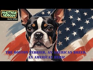 The Boston Terrier: The First Ever Recognized American Dog Breed