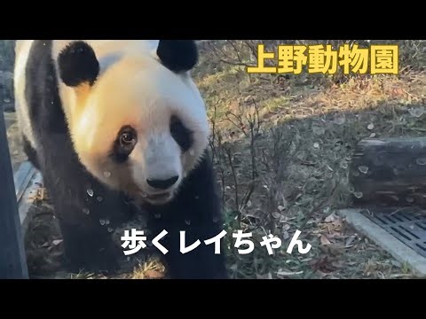 【ジャイアントパンダ】歩くレイちゃん #レイレイ #上野動物園 #panda 