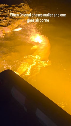 Crystal was chasing a mullet, and this thing launched like a rocket! I swear I’m gonna have to call my attorney to update the waivers for “flying fish impacts .Just another wild night bowfishing on the Nature Coast! #OnlyPhins #CrystalTheDolphin #FloridaBowfishing #MulletMissile #NatureCoastAdventures #WildFlorida #DolphinTeamwork #FunnyFishing #FloridaLife | Florida Bowfishing Adventures