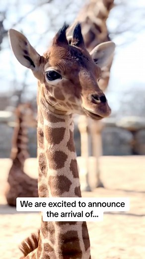 24K views · 777 reactions | Giraffe Baby Alert! Double the cuteness! #giraffes #giraffebaby #babygiraffe #babyanimals #babyannouncement #tanganyikawildlifepark | Tanganyika Wildlife Park | Facebook