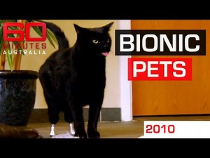 Saving critically injured pets with bionic limbs | 60 Minutes Australia
