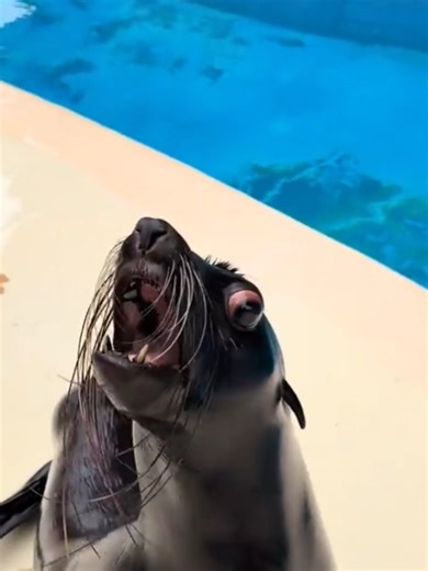 Funny Sea Lion Core Moments That Will Make You Smile