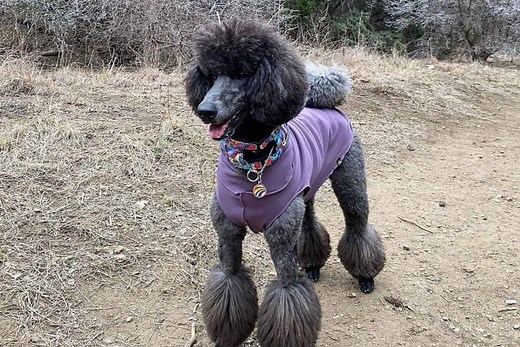 Blue Poodle: What's So Special About These Pooches?