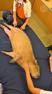 2M views · 22K reactions | Ca-py-ba-ra Capybara Capybara Capybara Capybara Capybara Ca-py-ba-ra Capybara Capybara Capybara Capybara Capybara Ca-py-ba-ra @wheninmanila is traveling! Currently at the Cappiness Capybara Cafe in Shinjuku, Tokyo, Japan. Now the capybara song is stuck in your head too | When In Manila | Facebook