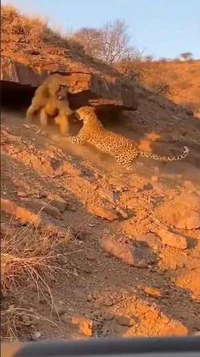LEOPARD vs BABOON: The Ultimate Battle for Survival! 🐆🐒#wildlife #survival #animals