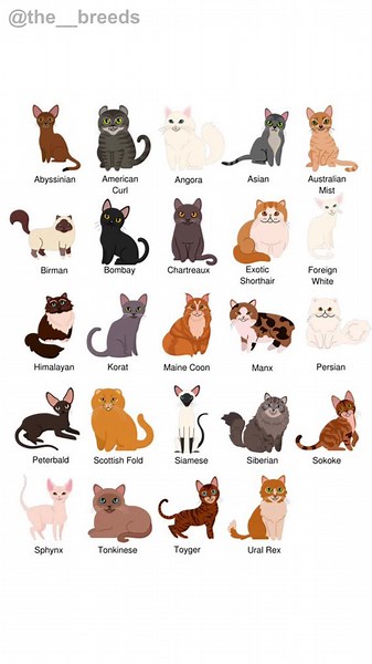 Discover the Unique Chartreux Cat Breed | Cat Breeds Part-08