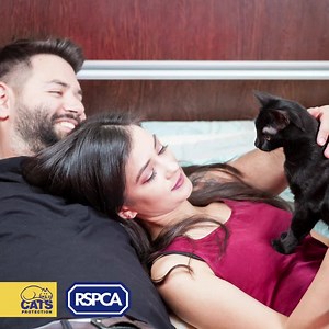 Neutering a cat doesn’t just stop accidental litters; it also helps to reduce health problems. | Cats Protection