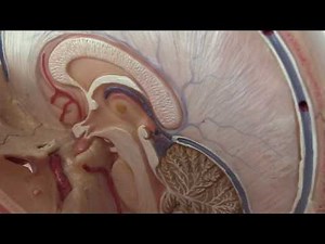 Hypophyse - Lochners Anatomie kompakt