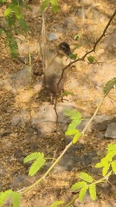 The baby duck is making sounds to its mother. 🐥🔊 #duck #babyducks #birds #ducklings #cute #pet #handmade #wildlife | I Love Pets