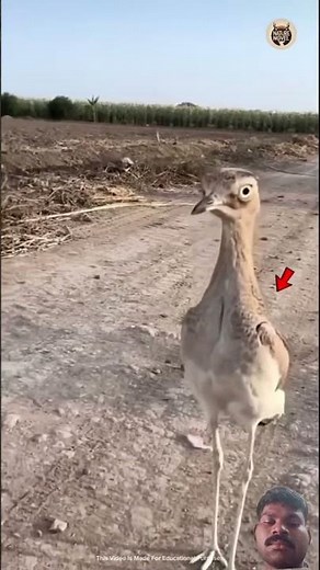 How Fast Can A Roadrunner Runs?😱 || #factshorts​ #facts​ #shorts​