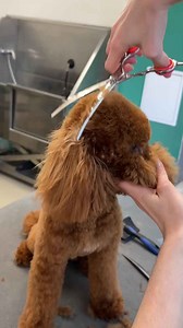 Poodle gets a fresh cut!😍