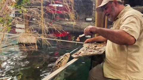 GIANT FISH AND GIANT LIZARD