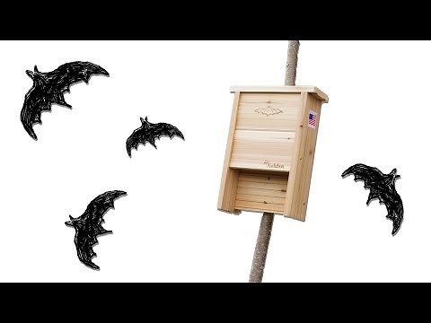 Find the best bat house & where NOT to place it