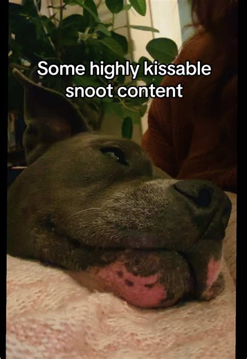 Okay, fine. Here’s more Gertie. #dogsoftiktok #pitbull #pitbulllove #dogmom #cutedog