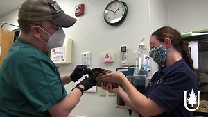 Don’t you just love turtles?!? We do! Dr. Robert Adamski takes us into the Animal Room to care for an injured Wood Turtle. You’ll even learn something I bet you didn’t know about the uses of honey! https://unity.edu/hybrid-learning/unity-college-virtual-open-house-2/ | Unity Environmental University