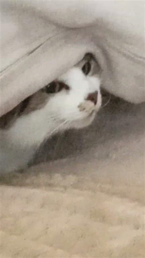 #Cat#Encore un nouveau délire du 😺