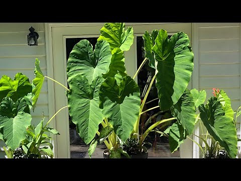 How to Grow Elephant Ear Plants | Colocasia | The Thrifted Planter