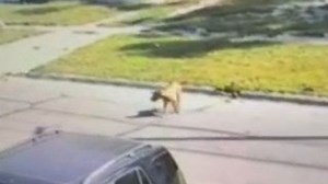 Dog leaps from two-story window as police investigate | Haystack News