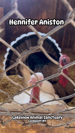 Dawn Canazzi on Instagram: "Adult female turkeys are called Hens, and she is aptly named Hennifer Aniston. #farmanimalsanctuary #turkeys #loveanimals #volunteering #lakeviewanimalsanctuary"