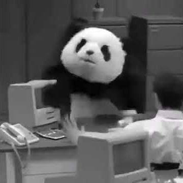 Panda goes mad in the office