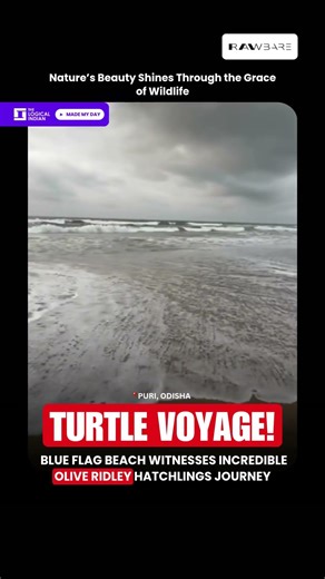 Blue Flag Beach Witnesses Incredible Olive Ridley Hatchlings Journey
