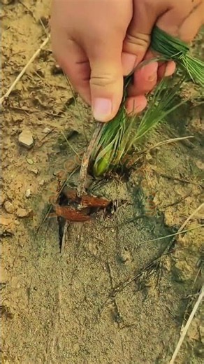 Manual Water Caltrop Sapling Planting: Traditional Wetland Aquaculture Techniques 🌊🌱✨