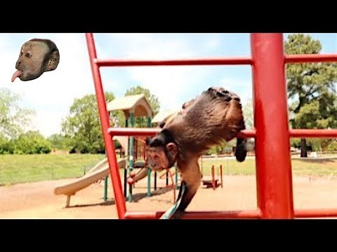 Monkey Visits PlayGround!
