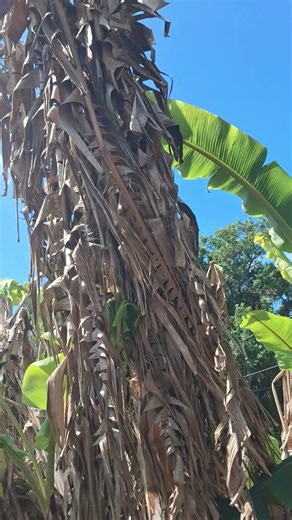 Don’t Give Up on Your Plants After a Cold Snap