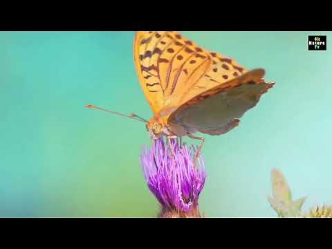 BUTTERFLY || Butterflies Flying in Slow Motion 4k HD