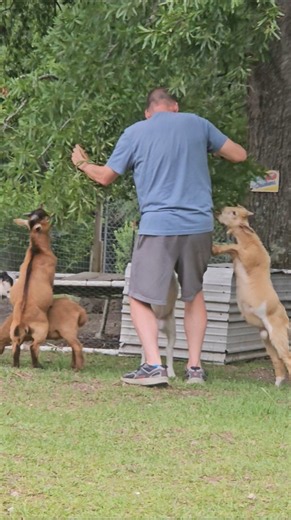 Goats Get Help With Snack Time #shorts