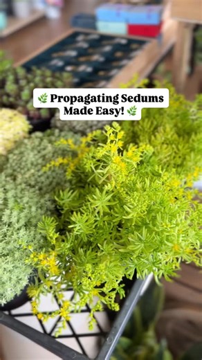 Did you know sedums (a beautiful variety of succulents) are some of the easiest plants to propagate? 💚 Simply take a healthy stem cutting, let it dry for a day or two, and pop it into well-draining soil. In just a few weeks, you’ll notice tiny roots forming — and soon, a brand-new sedum plant! 🌱 Perfect for filling pots, rock gardens, or gifting to fellow plant lovers. ✨ #succulentlovers #succulentpropagation #sedums #sedumpropagation #sedumlove #succulentsofinstagram | Wera Plants