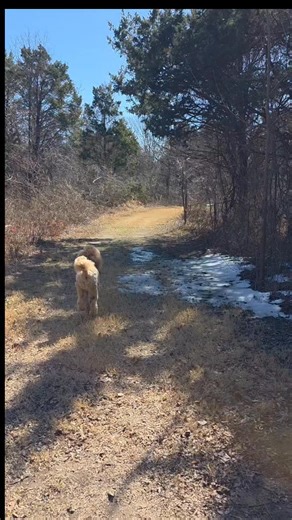 🐾🐾🐾🐾🐾🐾🐾🐾🐾🐾🐾🐾 BIG BRO / LITTLE BRO HARPER & SCOUT LIFE LESSONS 🐾🐾🐾🐾🐾🐾🐾🐾🐾🐾🐾🐾 MOMMY: Harper, don't drink that water. HARPER: How about this water? MOMMY: No. No. Don't drink that dirty water. SCOUT: How about I jump over it? MOMMY: Good boy, Scout! HARPER & SCOUT: Guess what we did? MOMMY: Harper, are you eating snow? HARPER: Yep. MOMMY: But I have water right here. LESSON: "Water may be extremely dirty, yet its nature remains clear." - Dalai Lama | Cathryn Hartt