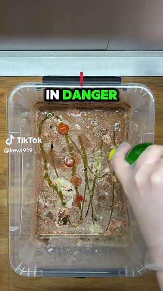 Day 8 of mixing random stuff until I’m in danger ⚠️ #foryoupage❤️❤️ #bowlofdanger #experiment #fyp #bowl