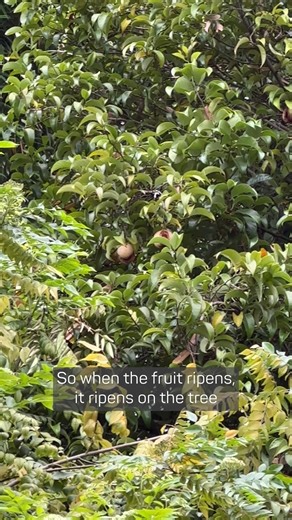 10K views · 190 reactions | Watch this space  #Grow #Plants #Nature | Eden Project | Facebook