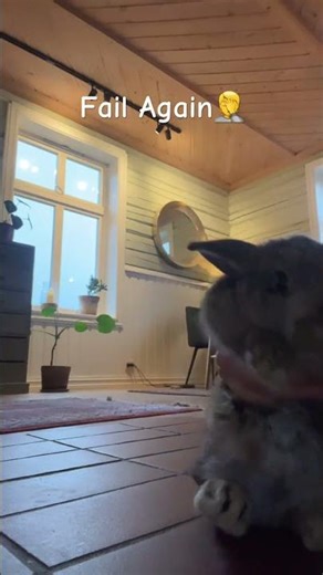 Party at the beach🐚🐇🐶🐰 #foryou #rabbit #doggybestfriend #fypシ