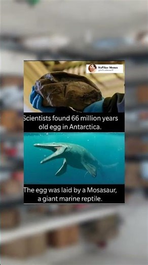 Scientists Discovered a 66 Million Year Old Egg in Antarctica 🥚❄️ | Ancient Mosasaur Mystery