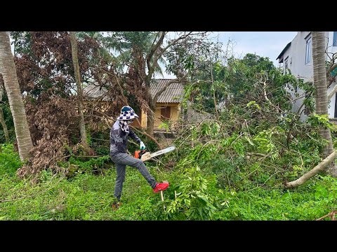 SAWING TREE Precious Trees Cleaning Up The Mess After a Natural Disaster
